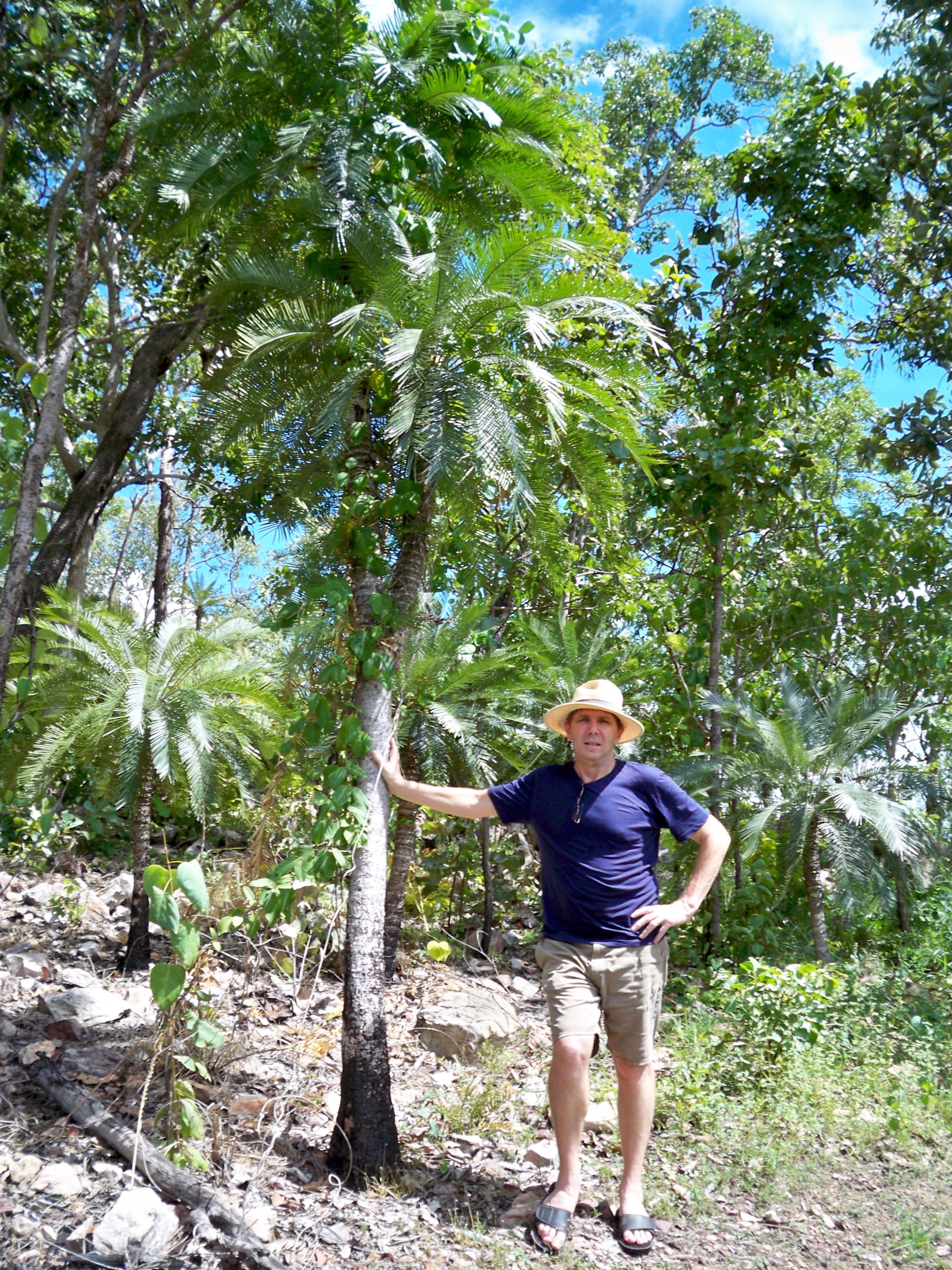 Litchfield National Park Cycad